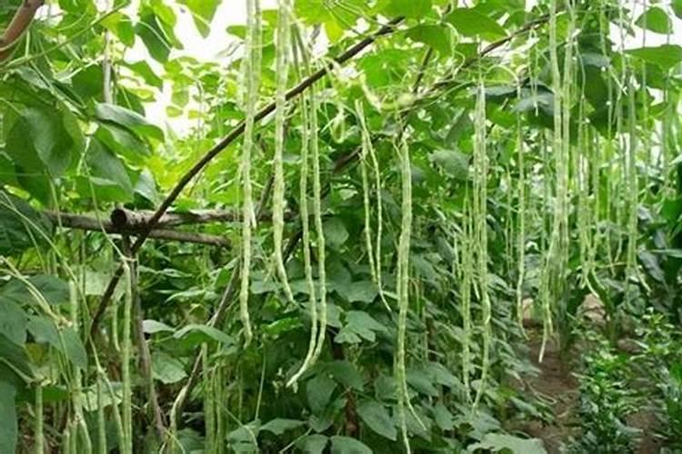 种植豆角病害有哪些？