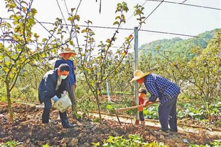 梨树秋季施肥后什么时候浇水最好？