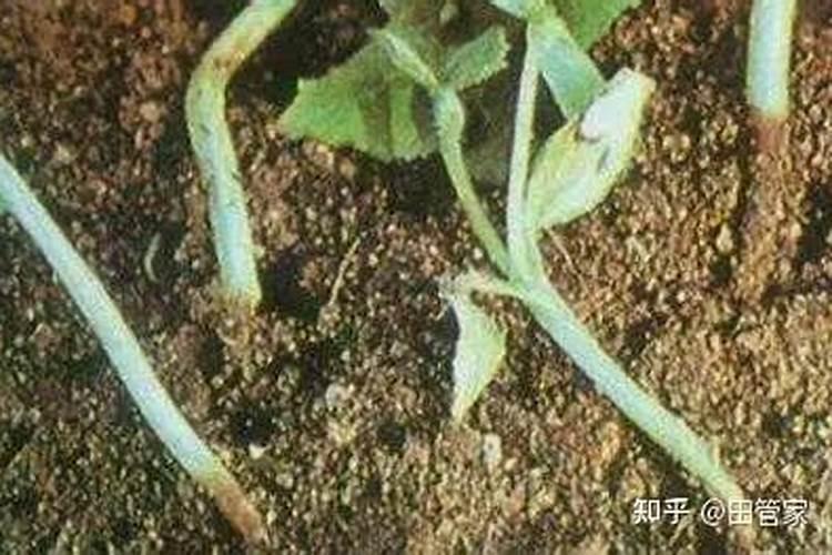 常见20种病害识别及防治用药,推荐收藏!