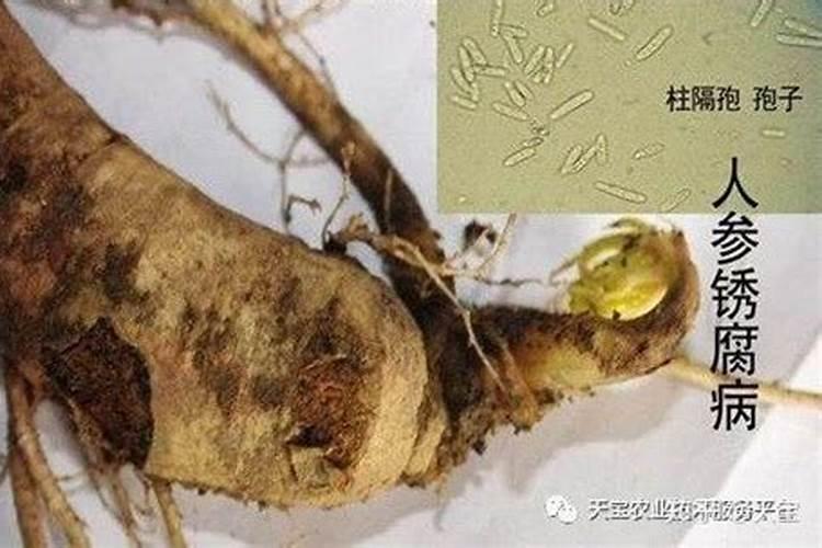 根部病害和叶面病害及虫害怎么用药？