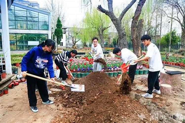 学校的花草树木生长营养不良,甚至死亡,有哪些原因