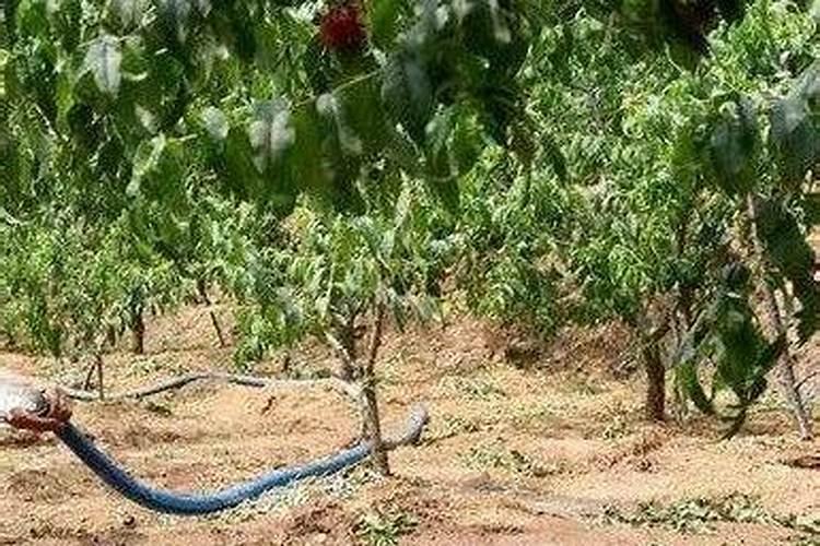 大水漫灌对果树危害很大！果树其实不需要那么多水？