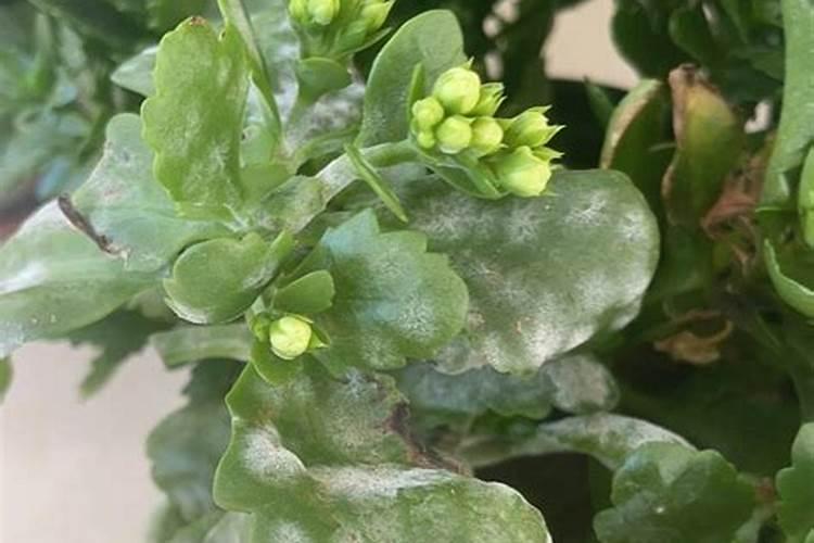 长寿花长白斑病是什么原因？