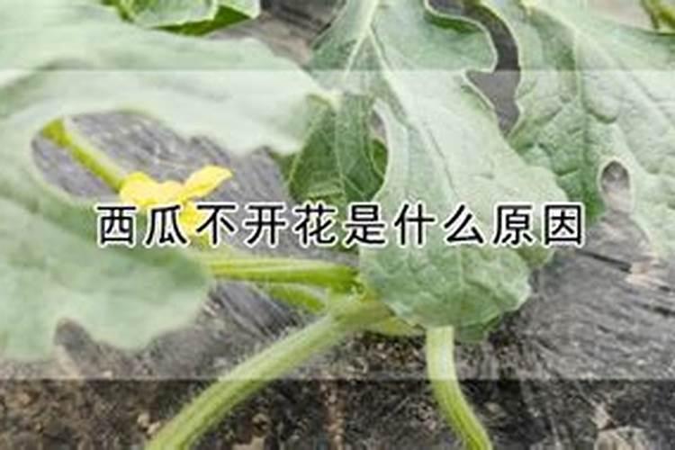 西瓜苗不开花是什么原因？