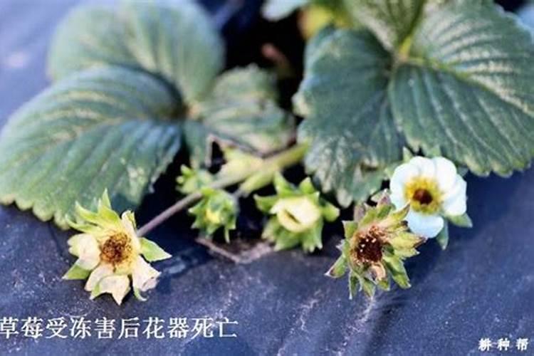 冬季草莓防冻措置有哪些？大棚草莓发生冻害怎么办？