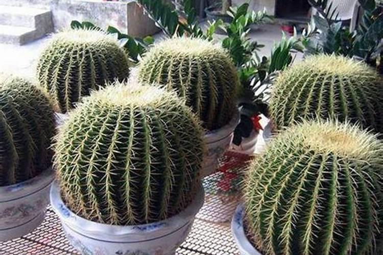 植物仙人球的养殖方法及作用？
