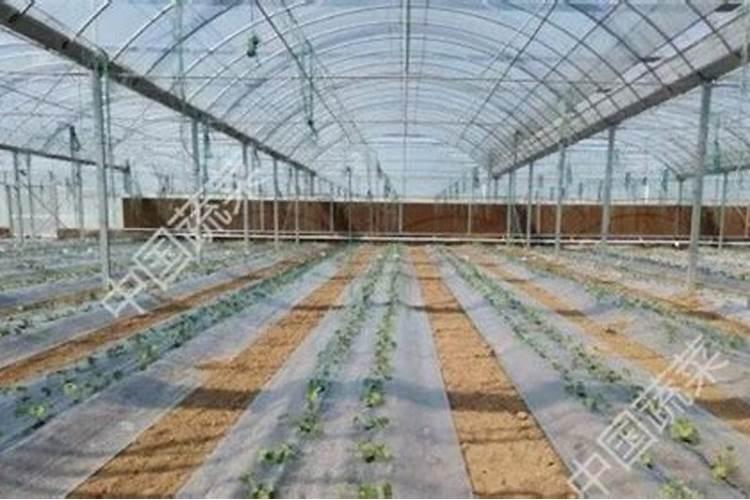 甜瓜闷棚轻简栽培技术
