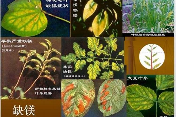 蔬菜缺素症状如何识别？