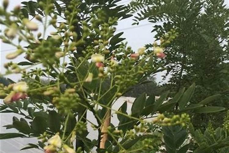 国槐的滋养秘诀：选择合适肥料促进茁壮成长