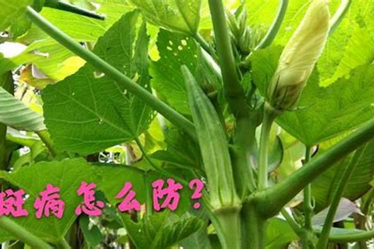秋葵叶斑病的防治策略：确保健康生长的关键步骤