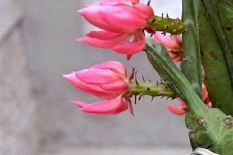令箭荷花怎么修剪