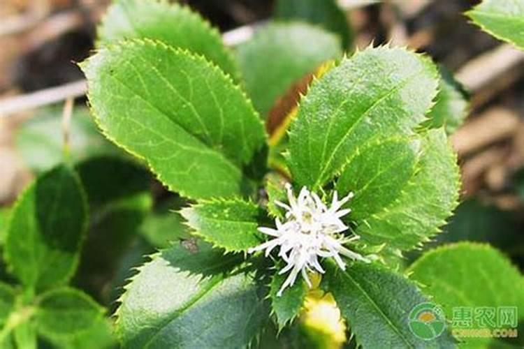 苍术现代种植技术及病虫害防治
