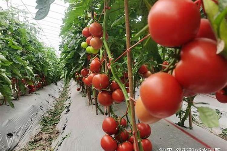 种植番茄挂果后开始萎蔫的原因是什么？