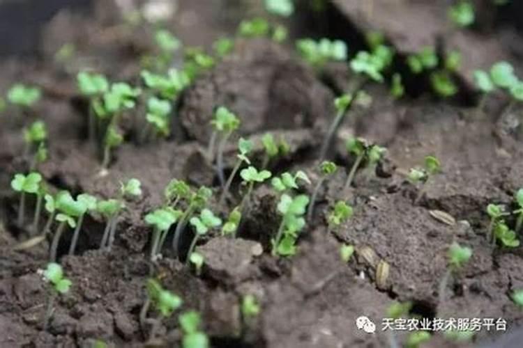 守护绿色希望：瓜类种子的农药消毒之道
