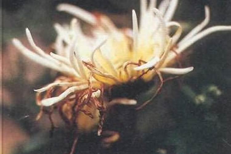 菊花灰霉病防治：药剂选择与应用策略