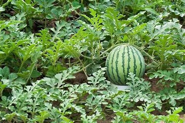 西瓜的甜蜜陷阱：揭秘磷肥过多的隐性影响？