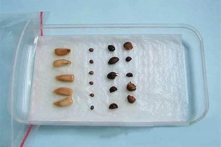 菜种消毒灭菌催芽法,具体应该怎么操作？