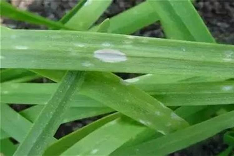 韭菜白粉病的防治