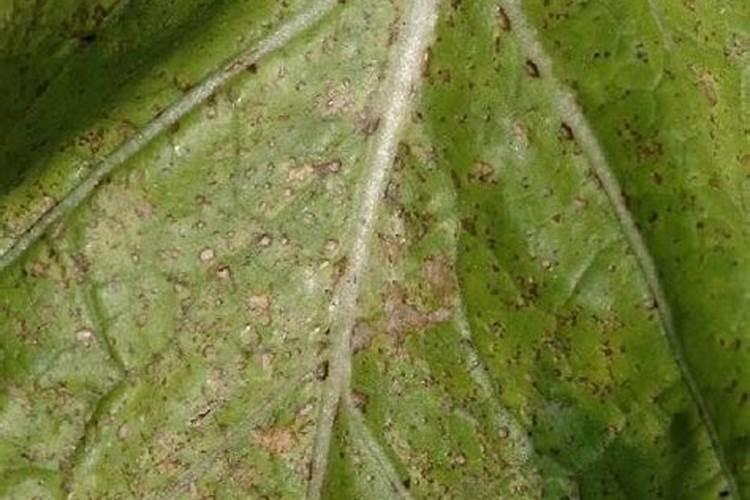 揭秘大白菜黑斑病的神秘传播途径