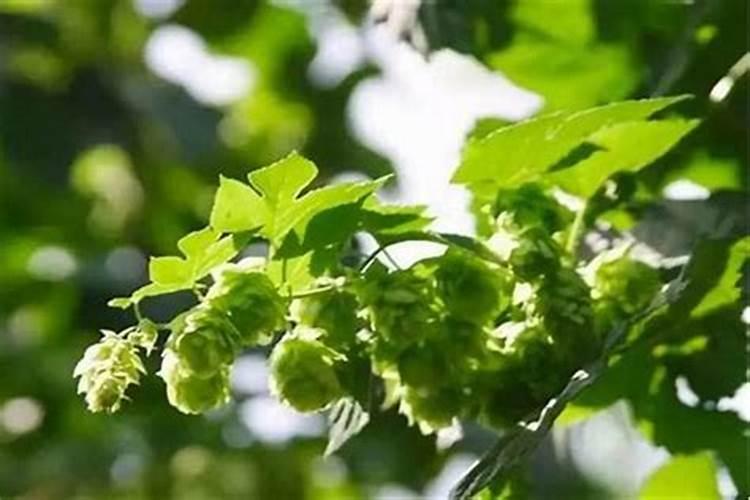啤酒花栽培技术