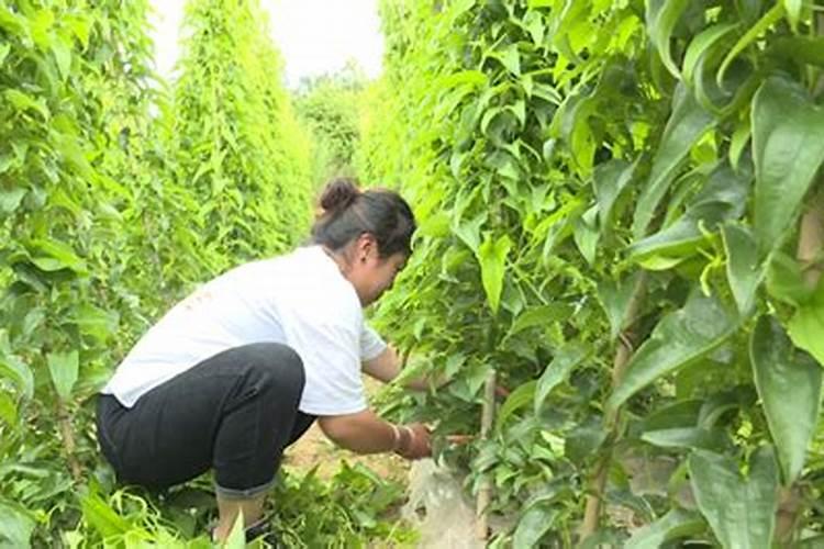 山药的田间管理：从播种到收获的艺术