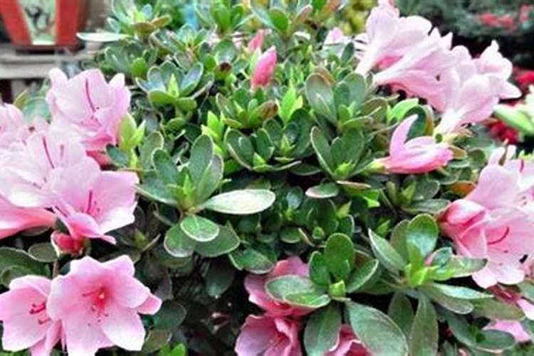 常见杜鹃花死亡原因剖析