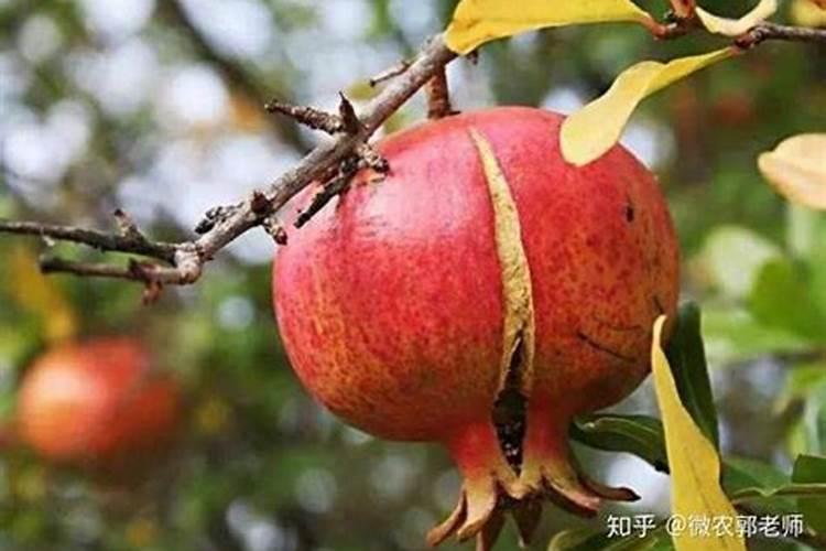 如何科学预防和处理瓜果裂果问题？