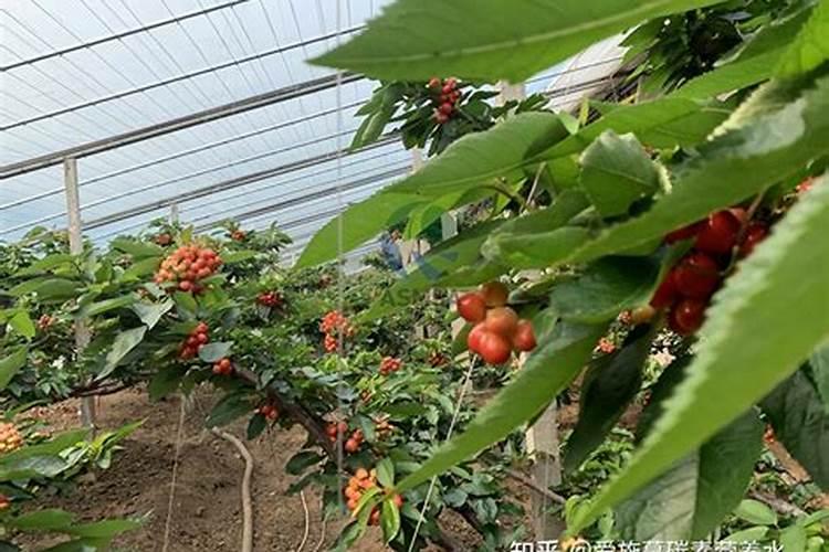 大棚种果菜常常出现裂果现象,如何解决？