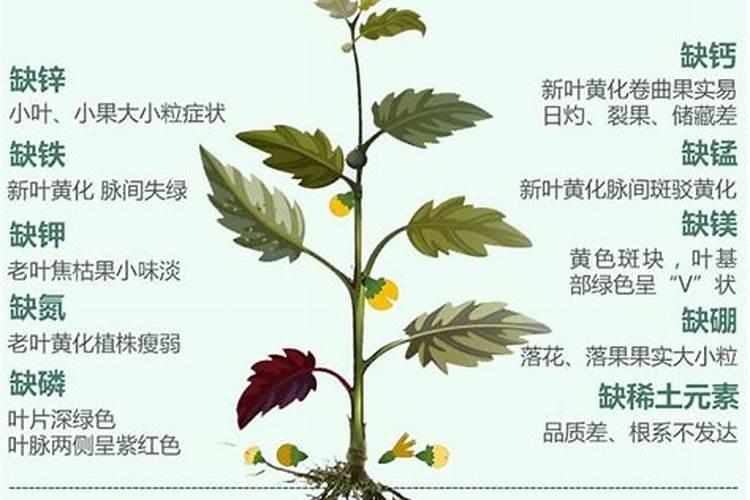 叶子黄用什么磷肥比较好？