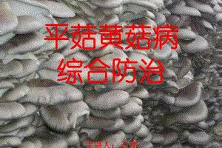 战胜平菇黄菇病：策略与实践