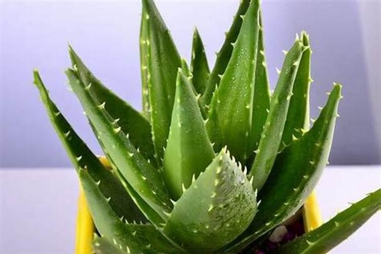 芦荟叶子发黄怎么办，四种原因以及解决办法？