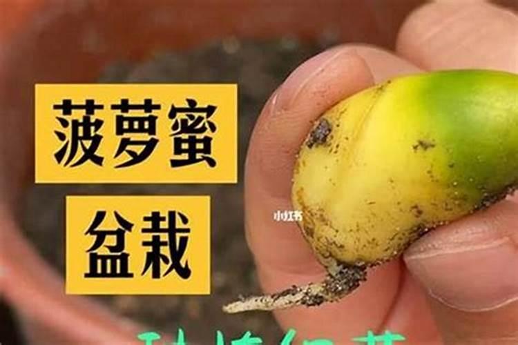 揭秘菠萝蜜种子繁殖的奥秘