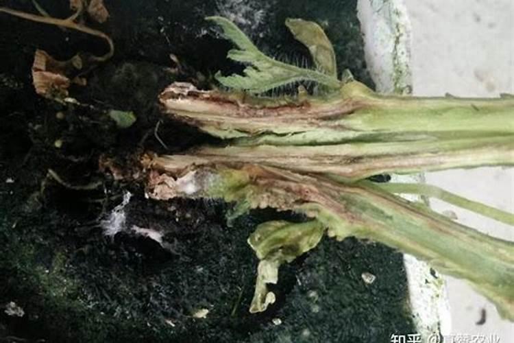 战胜番茄茎枯病：药剂防治策略详解