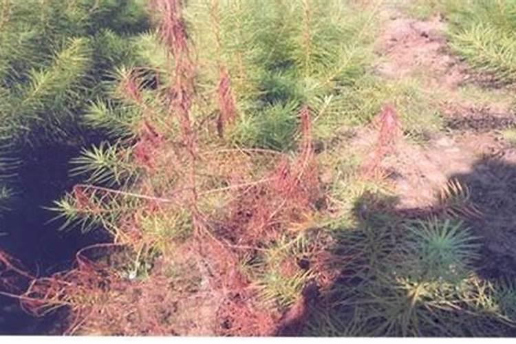 落叶松枯梢病菌防治措施