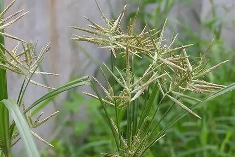 香附子防治新突破：特效药物及其应用指南