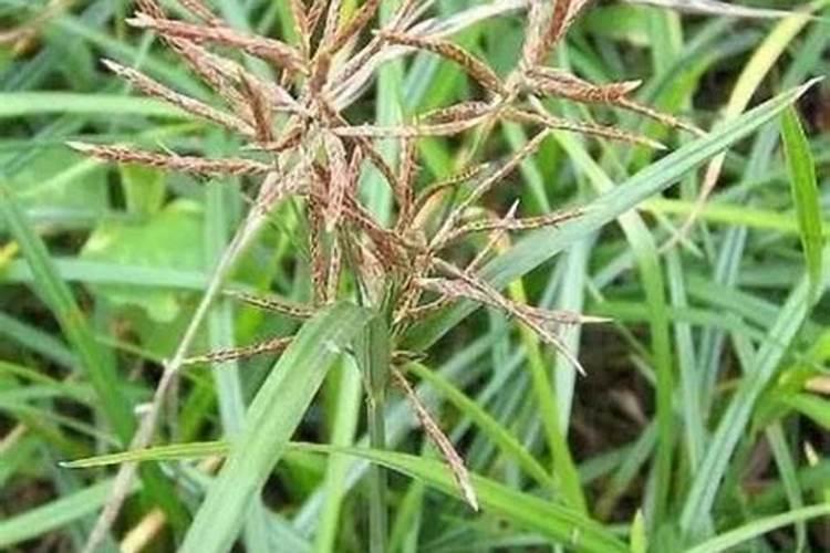 大豆田香附子用什么除草剂能打死？明年用