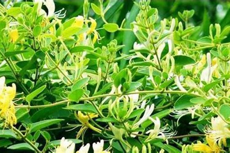 种植金银花一般产量如何？