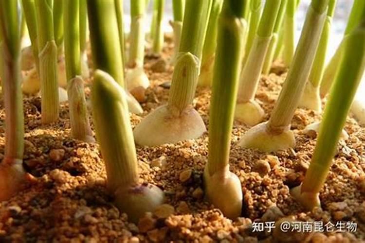 大蒜守护神：针对根茎害虫的农药利器