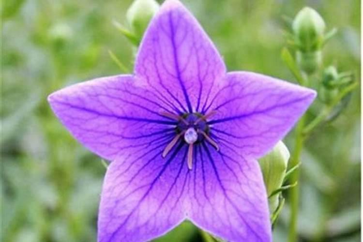 桔梗花虫害防治