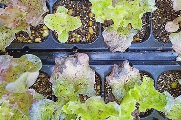 生菜病毒病防治技术要点：确保健康生长的策略