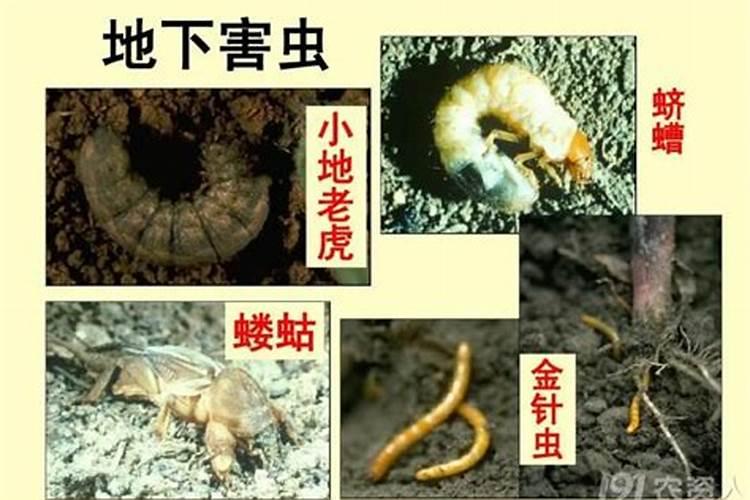 田间守护神：有效防治黄瓜地蛆的策略与方法？