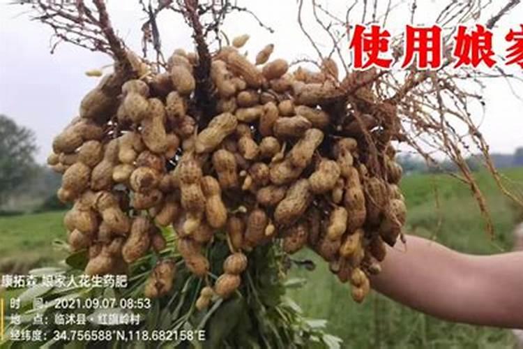 药肥的简介