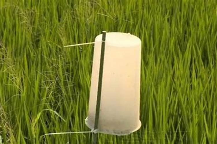 稻田守护者：科学防控水稻舔虫的有效策略