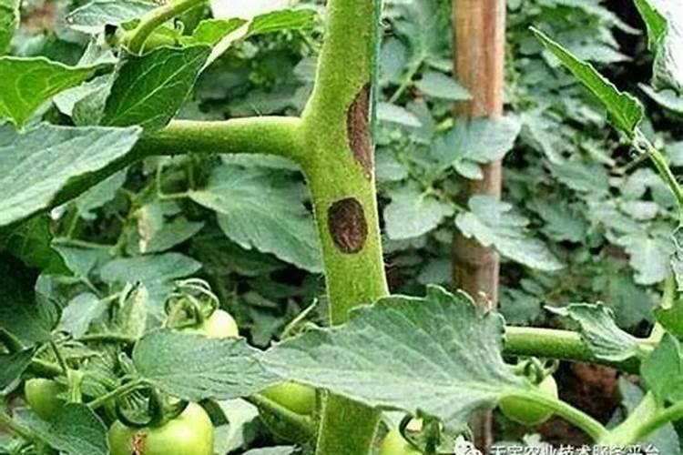 细菌性疫病和真菌性疫病的病状和防治方法？