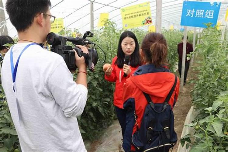 蔬菜微肥施用：精准施肥的艺术