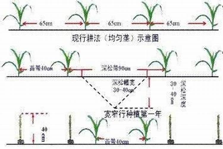 深松土壤：采取玉米宽窄行双株种植技术的关键步骤