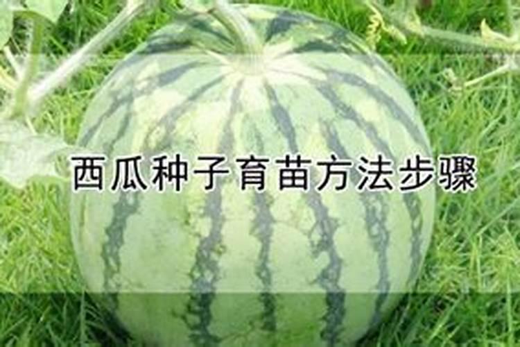 揭秘西瓜种子育苗的黄金步骤：从播种到丰收的艺术