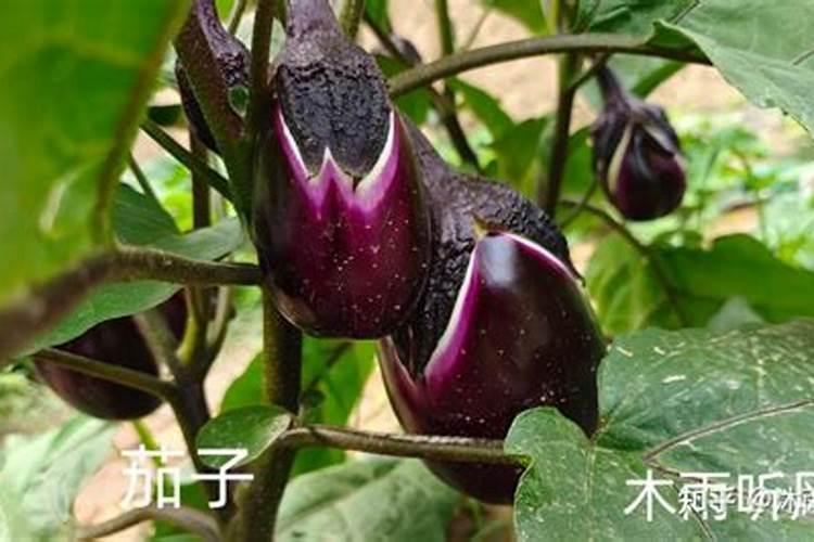 露地早春茄子高产栽培技术揭秘