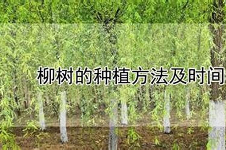 柳树的种植方法及时间