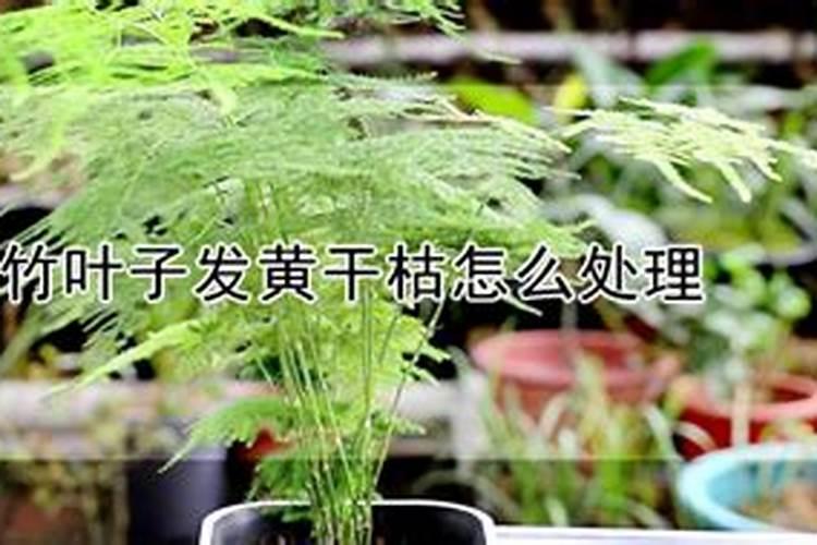 文竹叶子发黄干枯怎么处理？